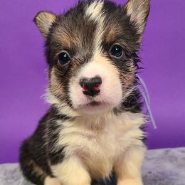 Girl 1 - Pembroke Welsh Corgi puppy in Vinton, Ohio from Raccoon Creek Corgis