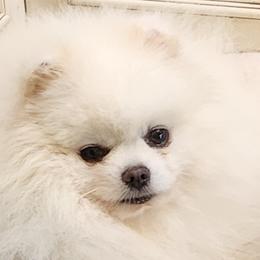Pomeranians from Kathy's K9 Cuties