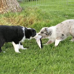 Australian Shepherd Puppies from Sliding S Australian Shepherds