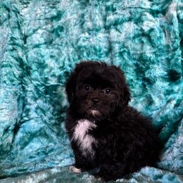 Socks - Black and white male Shihpoo puppy in Knoxville, Tennessee from Rocky Top Cavapoos