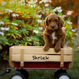 Shriek - Red  female Goldendoodle puppy in Mendon, Massachusetts from Comfort & Cuddle Co