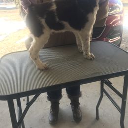 Brittany Puppies from KB Britts
