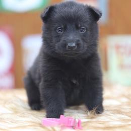 Pink collar - Black female German Shepherd puppy in Philippi, West Virginia from Vom Haus Highlands