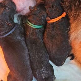 Green - Black and red male German Shepherd puppy in Newaygo, Michigan from Sterley Shepherds