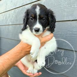 Brown - Tri-color male Bernedoodle puppy in Rockwall, Texas from Glory Doodles