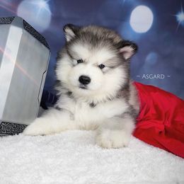 Neon collar M - Alaskan Malamute puppy in Spokane, Washington from Asgard Wooly Malamutes