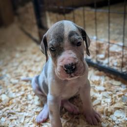 Baltar - Blue and white male Great Dane puppy in Marlow, New Hampshire from Fox Hill Danes