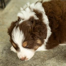 FIRECRACKER - Red tri-color male Australian Shepherd puppy in Markleville, Indiana from Take Five Aussies