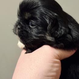 Boy 1 - Black and tan male Pekingese puppy in Crown City, Ohio from Amy’s Lil Pekingese