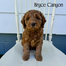 Bryce Canyon - Red male Australian Labradoodle puppy in Chelsea, Michigan from Michigan Labradoodles