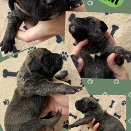 HEADLIGHT - Brindle male Great Dane puppy in Wellsville, New York from Prophecy Danes