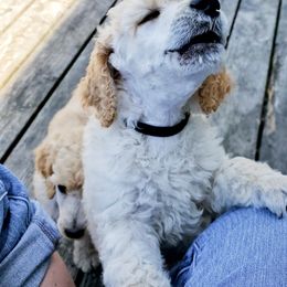 Poodle Puppies from Heavenly Standards Washington