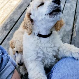 Poodle Puppies from Heavenly Standards Washington