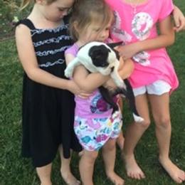 Boston Terriers and French Bulldogs from Maximum Companion
