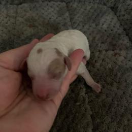 Boy 2 - Parti male Poodle puppy in Haddam, Kansas from Golden B Acres