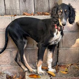 Nalini - Grey Collar - Black female Saluki puppy in Los Angeles, California from Srinagar Salukis