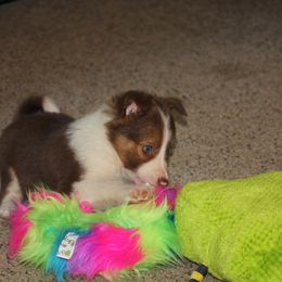 Border Collie, English Setter, and Miniature American Shepherd Puppies from First Harmony Farms