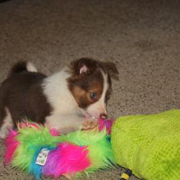 Border Collie, English Setter, and Miniature American Shepherd Puppies from First Harmony Farms