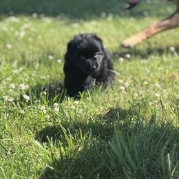 German Shepherd Puppies from Von Reams Kennels