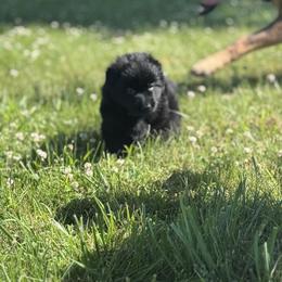 German Shepherd Puppies from Von Reams Kennels