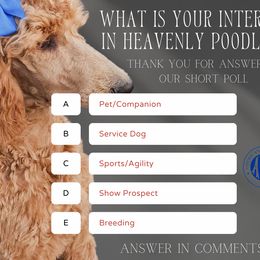 Poodle Puppies from Heavenly Poodles