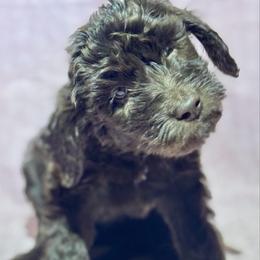 Hershey - Chocolate male Goldendoodle puppy in Tybee Island, Georgia from Castaway Doodles