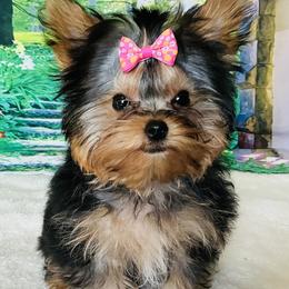 Yorkshire Terrier puppies from Niko Terriers