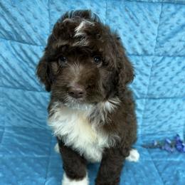 Rowdy - Red & white male Miniature Australian Shepherd puppy in Marshall, Arkansas from Buffalo River Puppies