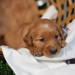Jo - Dark golden female Golden Retriever puppy in Payette, Idaho from Stonewick Retrievers