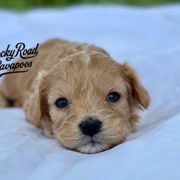 Cavapoos and Cockapoos from Rocky Road Puppies
