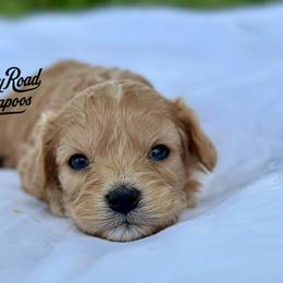 Cavapoos and Cockapoos from Rocky Road Puppies