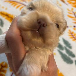 Teal collar - Lilac female Shih Tzu puppy in Ethel, Mississippi from The Dog House LLC