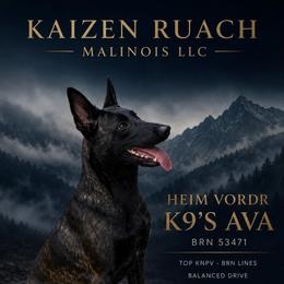 AVA - Belgian Malinois