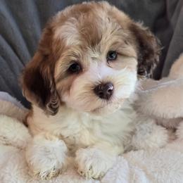 Tala - Red merle female Aussiedoodle puppy in Cleveland, Georgia from Jam's Doodles And Poodles