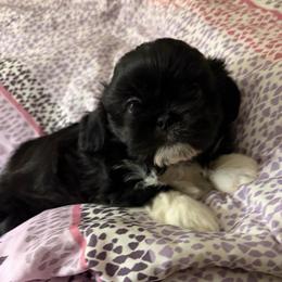 Sheldon - Black and white male Shih Tzu puppy in Hull, Georgia from Precious to the world Shih Tzu’s