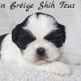 LUNA - ADOPTED! - Black and white female Shih Tzu puppy in Middle Grove, New York from Beirin Breige Shih Tzus