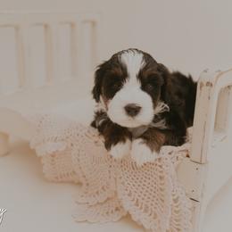 Mayley - Tri-color female Bernedoodle puppy in Wamego, Kansas from Doodles of Oz