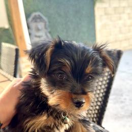 Charlie - Black and tan male Yorkshire Terrier puppy in Bakersfield, California from Yorkie To My Heart