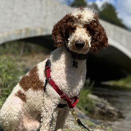 Maverick - Poodle