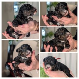 Orange, Trindle Abstract - Silver male Whoodle puppy in Kalispell, Montana from Countryman Whoodles