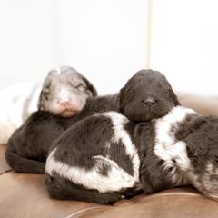 Newfypoos from Windy Hill Dogs