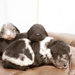 Newfypoos from Windy Hill Dogs
