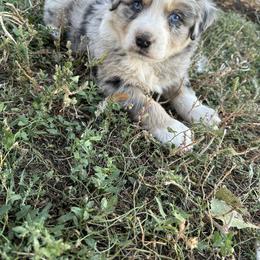 Australian Shepherd Puppies from South Dakota Creekside Australian Shepherds