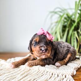 Lucy Gray - Merle female Bernedoodle puppy in Gaylord, Michigan from Dog Mom Co. Doodles