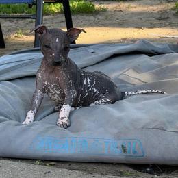 Taco - Dark brown female Xoloitzcuintli puppy in Manitowoc, Wisconsin from Wonderland Kennel