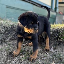Girl 2 Gray collar (full tail) - Black and rust female Rottweiler puppy in Grand Rapids, Michigan from Rott-Squad Kennels