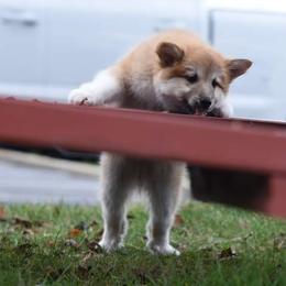 Icelandic Sheepdog Puppies from Valhalla Icelandic Sheepdogs