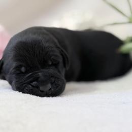 Trail - Black male Labrador Retriever puppy in Sweet Home, Oregon from Knotty Creek Labradors