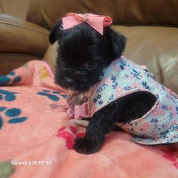 Yorkshire Terrier Puppies from Cuties for Cuties..Yorkies