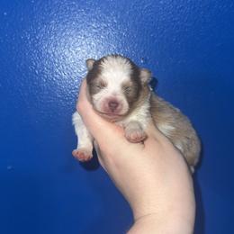 Male 3,500 dollars - Lavender male Pomeranian puppy in Amelia, Ohio from Boujee Puff Poms